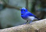 Black-naped Monarch